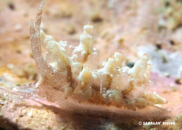 Nudibranches de Madagascar